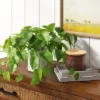 14" X 28" Artificial Pothos Plant In Pot - Threshold™ -Home Decor Store GUEST 57699ef2 589a 4b55 b694 a6da246d0821