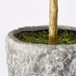 Banyan Tree Potted - Threshold™ Designed With Studio McGee -Home Decor Store GUEST 7c945569 ea6c 4192 94d5 6530a4bfd2d3