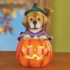 Collections Etc LED Lighted Jack-O'-Lantern Witch Dog Halloween Decoration 3.75 X 3.75 X 6.25 -Home Decor Store GUEST a108344e 8ec4 4bdd 9b4b ee487b8e0bf0