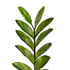 28" Artificial Zamifolia Bush With Pot - Vickerman -Home Decor Store GUEST cb10619c 8226 465d ac57 5ed4beedf94e